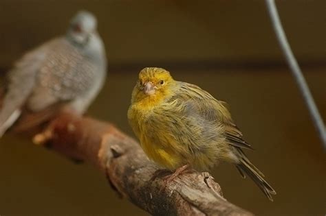 Keeping Different Birds Together Keeping Pet Finches Finches And
