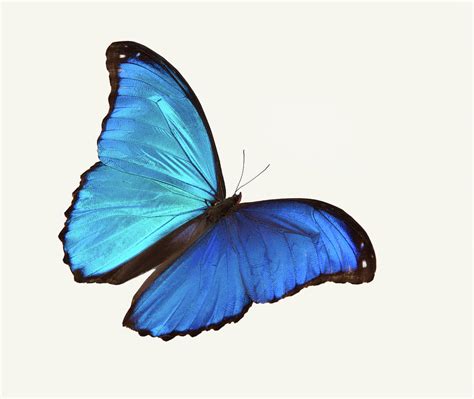 Bright Blue Butterfly Flying Against A Photograph By Stanley45