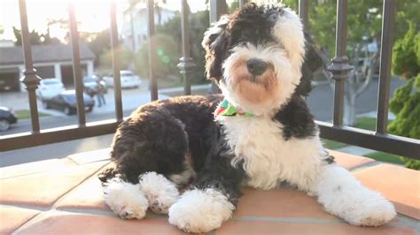 Find sheepadoodle puppies for sale and dogs for adoption. Mini Sheepadoodle - Kean - YouTube