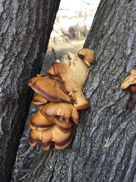 Armillaria Honey Fungi On A Mulberry Tree Trunk Healingwithspirits