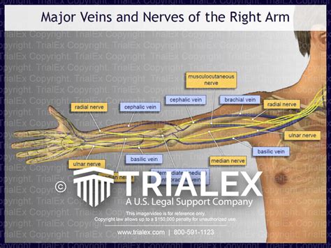 Major Veins And Nerves Of The Right Arm Trialexhibits Inc