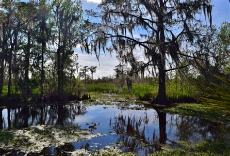 Spend The Day Exploring Endless Marshes And Swamps At Louisianas