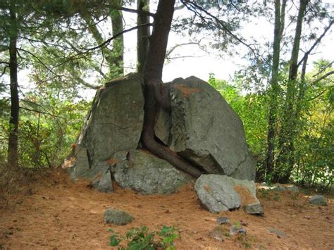 43 Best Trees Growing Out Of Rocks Images On Pinterest