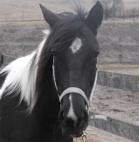 Its All Black All Black Beautiful Pictures Creatures Horses Pretty