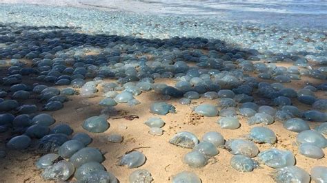 Blue Bottle Jellyfish On Beach