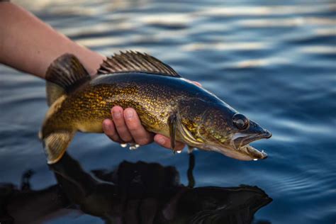 The Amazing Fish Of Minnesota A Guide To Our States 24 Most Common