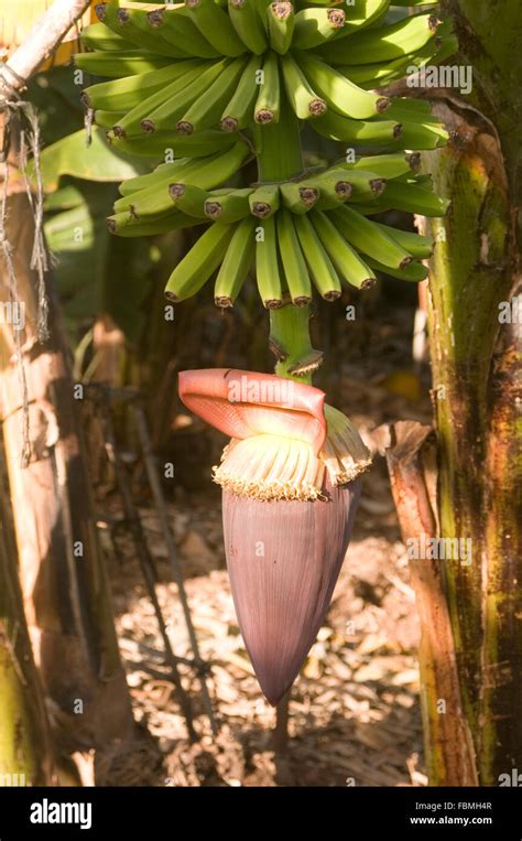 Banana Bananas Plant Tree Plantation Plantations Grow Growing On
