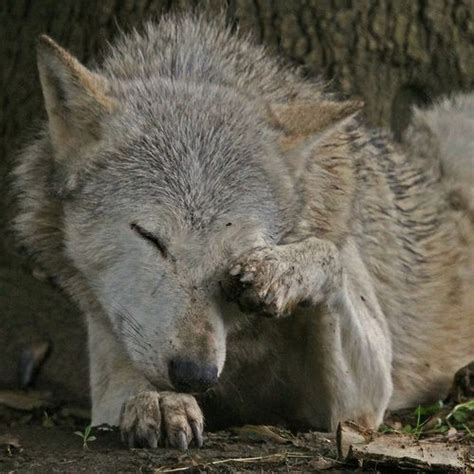 28 Best Coolandcute Wolfs Images On Pinterest Fox Wild Animals And