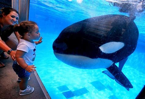 Seaworld Orlando Tour Shares Some ‘killer Orca Facts Orlando Sentinel