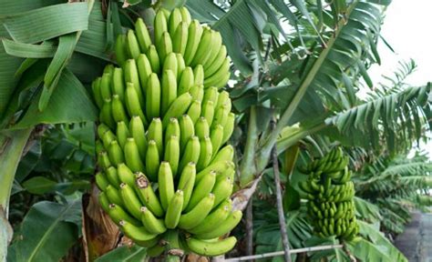 Profitable Banana Farming Earn Upto Rs 8 Lakh Know Cost And Profit Details