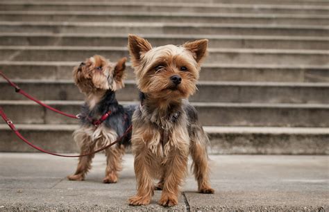 Top 20 Dog Breeds That Stay Small