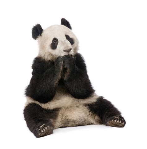 Royalty Free Panda Sitting Pictures Images And Stock Photos Istock