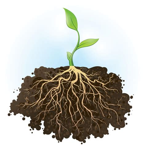 Tree With Roots Plant Roots Soil Stock Vector Illustration Of Biology