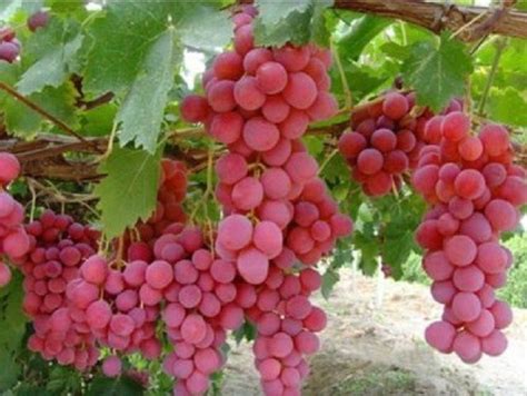 Heirloom Non Gmo Red Globe Grape 10 Seeds Projects To