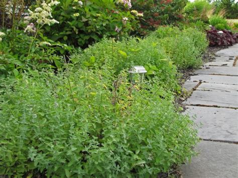 Prune In June Cleaning Up The Obsessive Neurotic Gardener