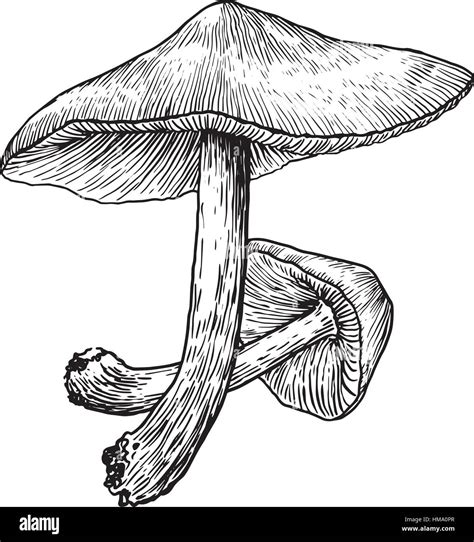 Mushroom Illustration Drawing Engraving Line Art Stock Vector Image