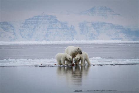 Animals Of Greenland Whales Seals Polar Bears Visit Greenland