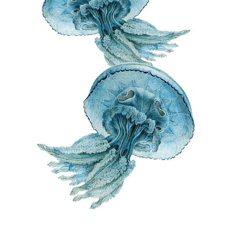 Jellyfish Blue Nautical Vintage Style Art Print Beach House Etsy