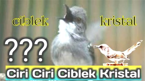 Burung ciblek kristal terbaru gratis dan mudah dinikmati. ciblek kristal - ciblek putih - YouTube