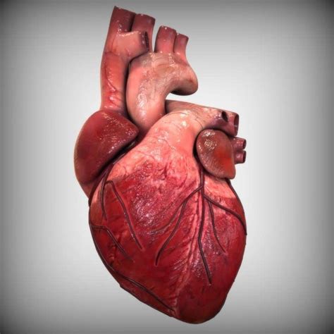 Pin By Crookedmoon On Wip Heart Anatomy Human Heart Human Heart Anatomy