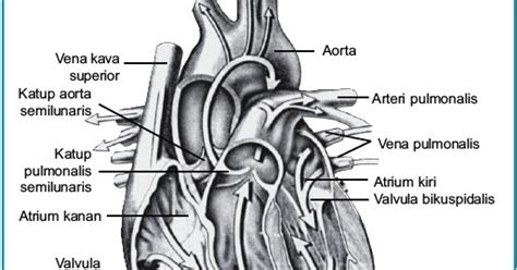 Gambar Sistem Sirkulasi Darah Burung Aves Gambar Jantung Golongan Di