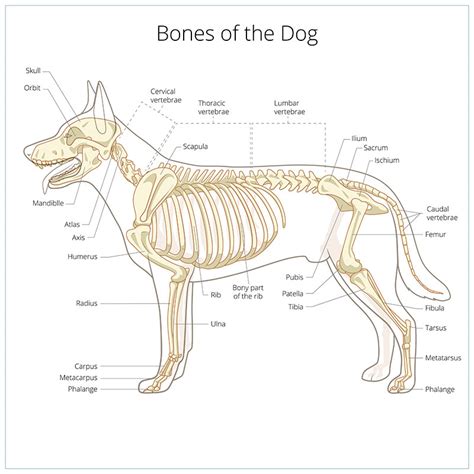 Skeletal Anatomy Of A Dog