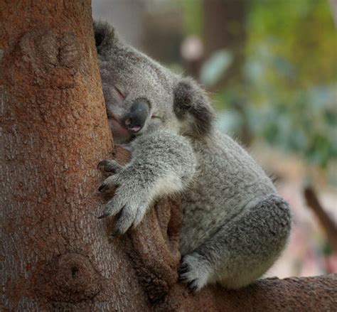 Sleeping Koala Koala Sleeping Koala Koala Bear