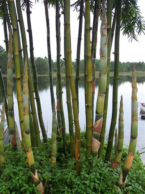 Giant Timber Bamboo Bambusa Oldhamii · Bamboo Plants Online