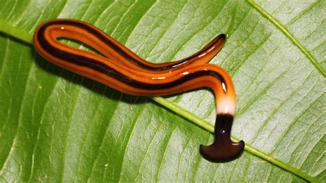This Is What Makes The Hammerhead Worm So Horrifying