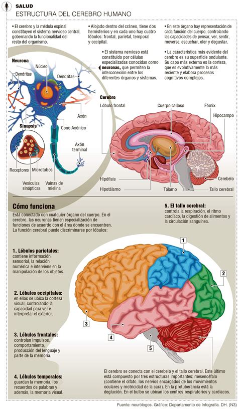 Infografía Cerebro Brain Anatomy Human Anatomy And Physiology Medical