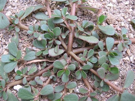 That family, more technically known a. Seven Common Colorado Weeds in Your Garden - Urban Farm ...