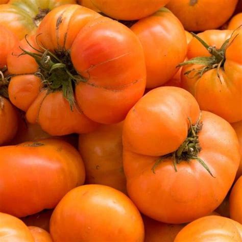 30 Orange Banana Tomato 2017 All Non Gmo Heirloom Vegetable Seeds