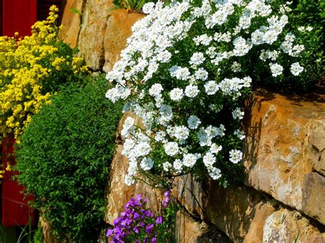 Gardening In Retaining Walls How To Make A Living Stone Wall