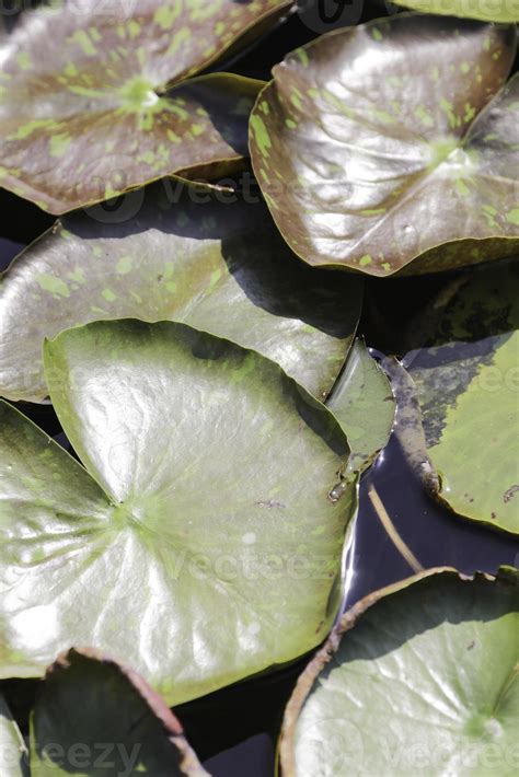 Green And Brown Lotus Leaves Float On The Surface Of The Pond In A