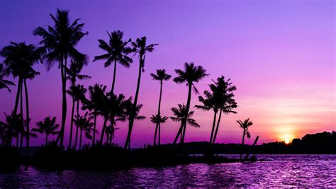 Purple Sunrise Wallpaper 4k Clear Sky Palm Trees Scenery