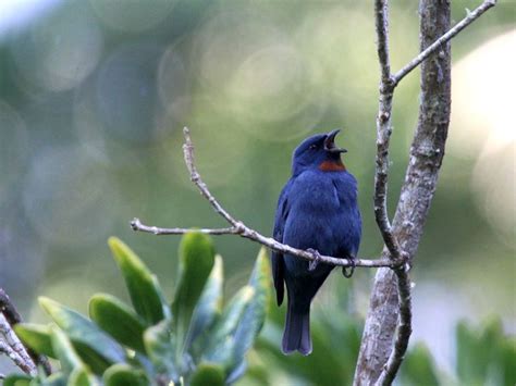 The Rare And Endemic Birds Of Jamaica And St Lucia Bird Species