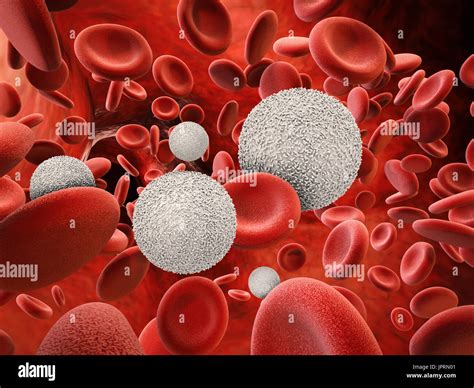 Red Blood Cells And White Blood Cells And Plasma