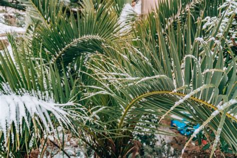 Snow Covered Palm Palm Met Sneeuw Wordt Behandeld Die De Winter Op Mede