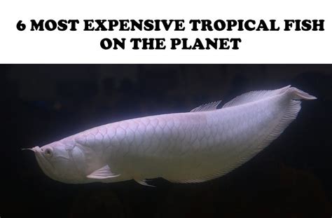 Most Expensive Tropical Aquarium Fish Unique Fish Photo