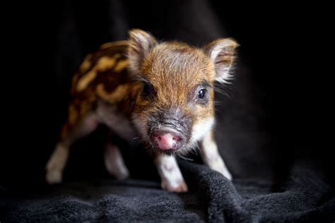 Micro Pigs Teacup Pigs Mini Pig For Sale Teacup Pigs Cute Baby
