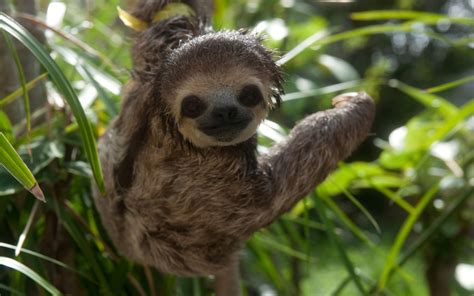 Free Download Sloths Images Showing Off Hd Wallpaper And Background