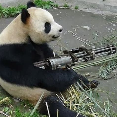 Fat Panda Youtube