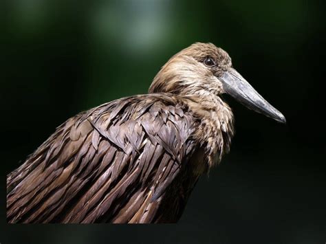 Wild Bird With Brown Feathers And Long Beak Free Image Download