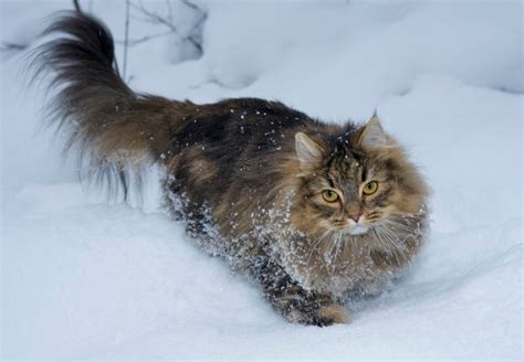 Norwegian Forest Cat History Personality Appearance