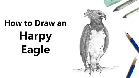 How To Draw A Harpy Eagle With Pencils Time Lapse Youtube