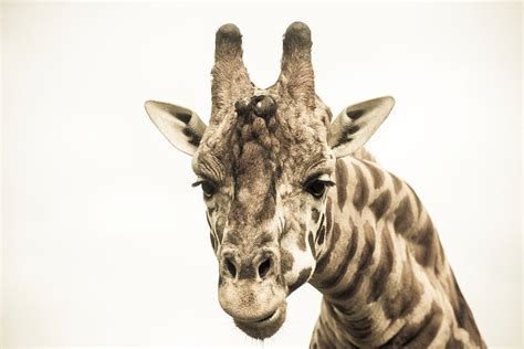 Giraffe Photograph By Igor Fracellio Fine Art America