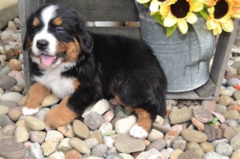 Bernese Mountain Dog Puppies For Sale Canton Oh 217228