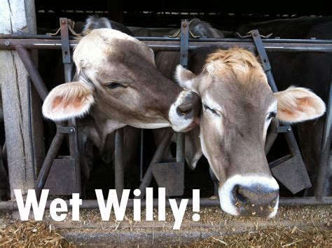 6 Farm Animals Funny Hilarious