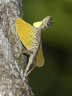 We did not find results for: Draco volans Lizards, or the Flying Dragon Lizard, is a member of the genus of gliding lizards ...