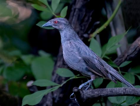 Sabino canyon in tucson, arizona. Bronzed Cowbird